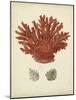 Antique Red Coral III-Vision Studio-Mounted Art Print