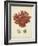 Antique Red Coral III-Vision Studio-Framed Art Print