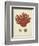 Antique Red Coral III-Vision Studio-Framed Art Print