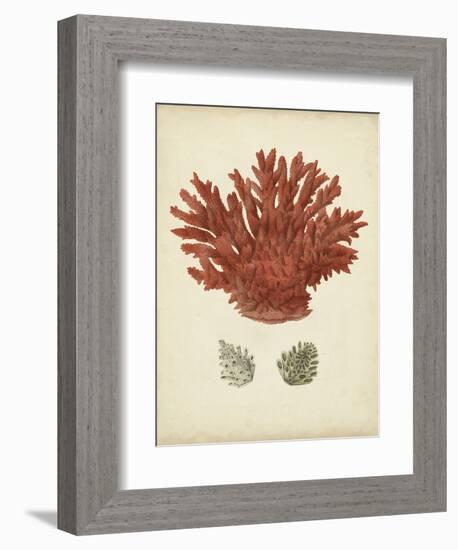 Antique Red Coral III-Vision Studio-Framed Art Print