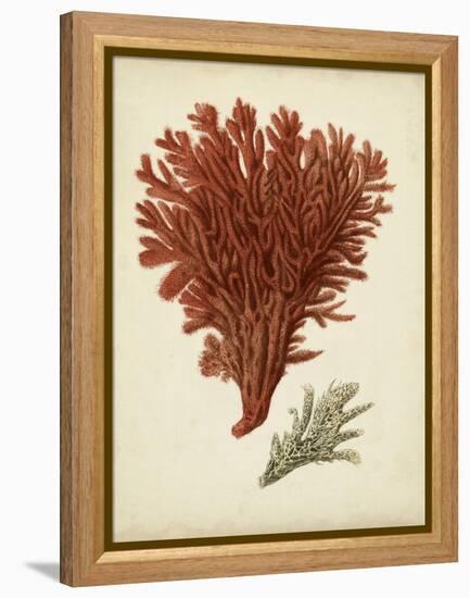 Antique Red Coral V-Vision Studio-Framed Stretched Canvas