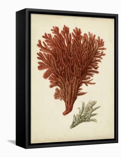 Antique Red Coral V-Vision Studio-Framed Stretched Canvas