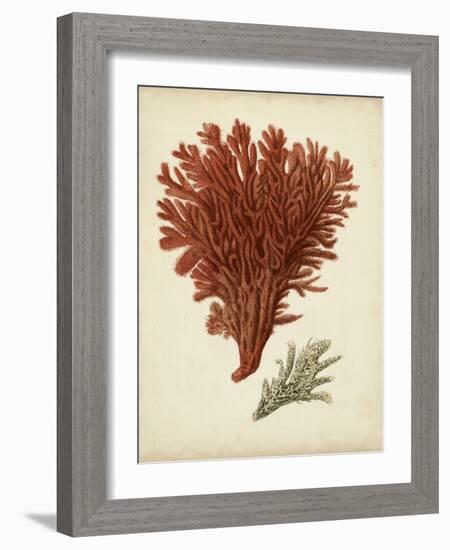 Antique Red Coral V-Vision Studio-Framed Art Print