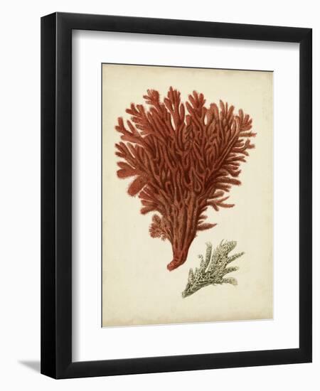 Antique Red Coral V-Vision Studio-Framed Art Print