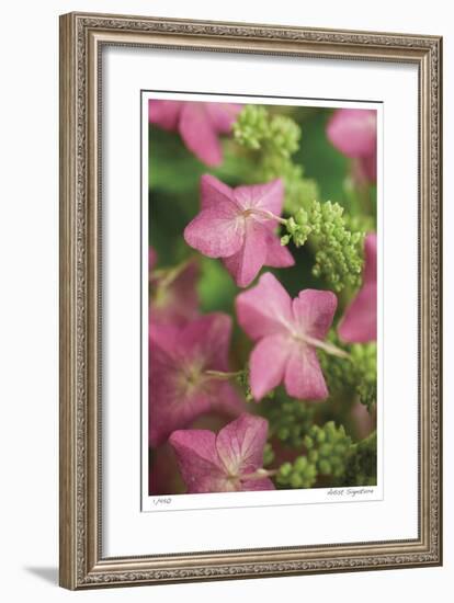Antique Rose-Stacy Bass-Framed Giclee Print