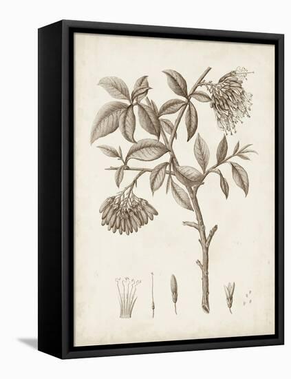 Antique Sepia Botanicals I-0 Unknown-Framed Stretched Canvas