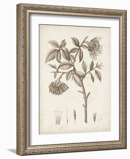 Antique Sepia Botanicals I-0 Unknown-Framed Art Print