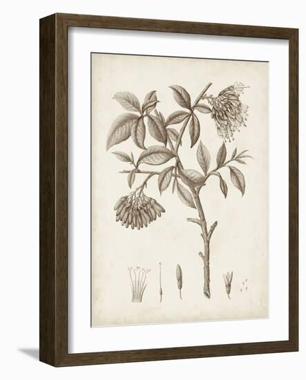 Antique Sepia Botanicals I-0 Unknown-Framed Art Print