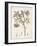 Antique Sepia Botanicals I-0 Unknown-Framed Art Print