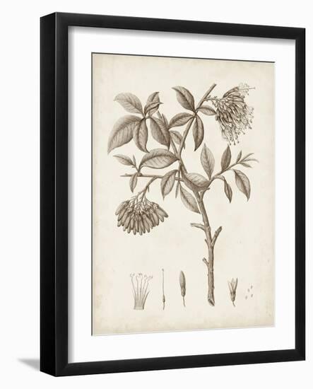 Antique Sepia Botanicals I-0 Unknown-Framed Art Print