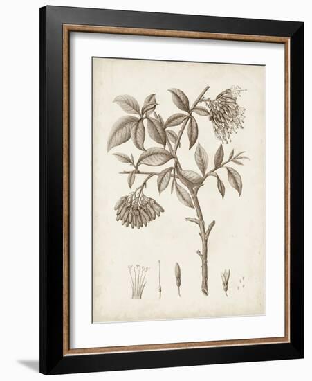 Antique Sepia Botanicals I-0 Unknown-Framed Art Print