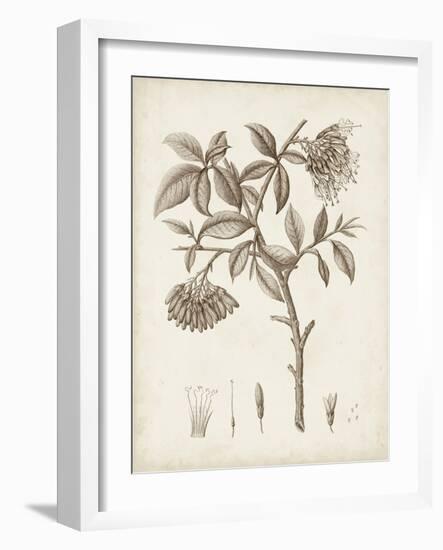 Antique Sepia Botanicals I-0 Unknown-Framed Art Print