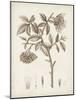 Antique Sepia Botanicals I-0 Unknown-Mounted Art Print