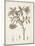 Antique Sepia Botanicals I-0 Unknown-Mounted Art Print