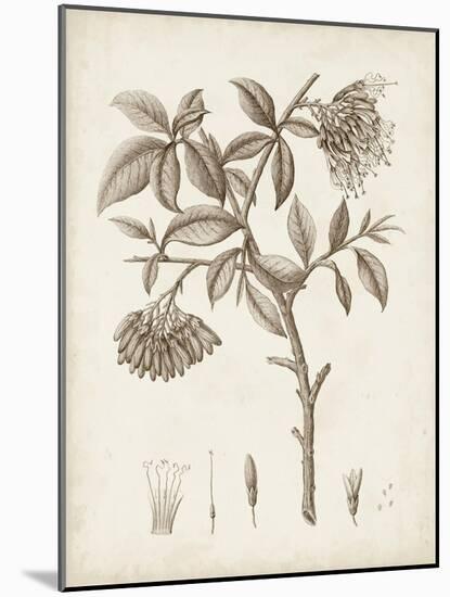 Antique Sepia Botanicals I-0 Unknown-Mounted Art Print