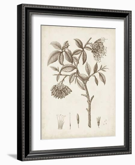 Antique Sepia Botanicals I-0 Unknown-Framed Art Print