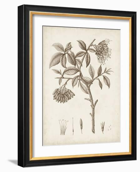 Antique Sepia Botanicals I-0 Unknown-Framed Art Print