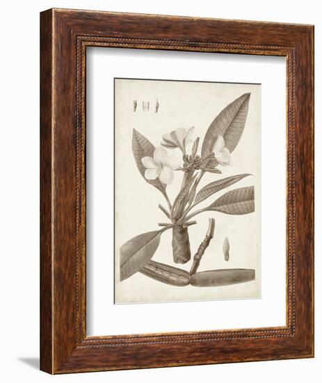 Antique Sepia Botanicals II-0 Unknown-Framed Art Print