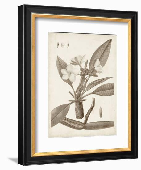 Antique Sepia Botanicals II-0 Unknown-Framed Art Print