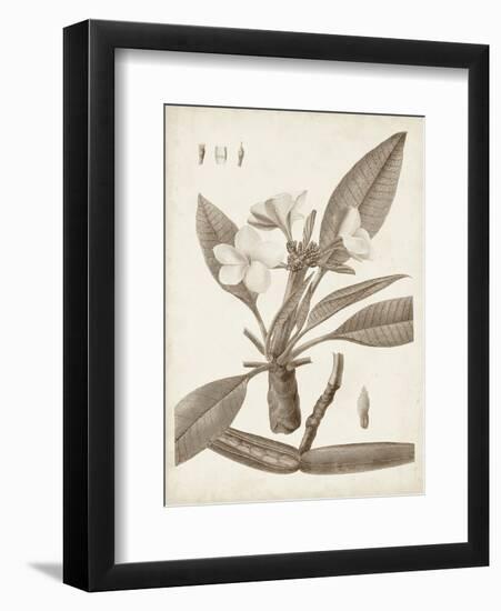 Antique Sepia Botanicals II-0 Unknown-Framed Art Print