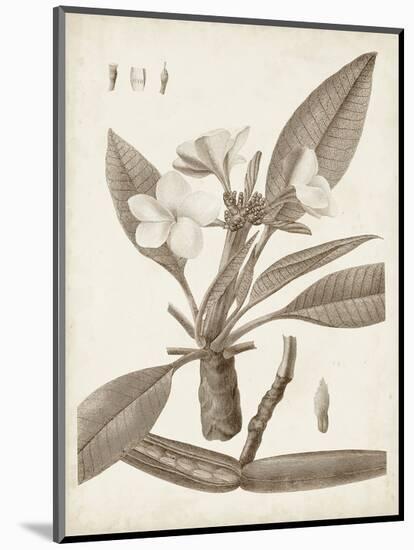 Antique Sepia Botanicals II-0 Unknown-Mounted Art Print