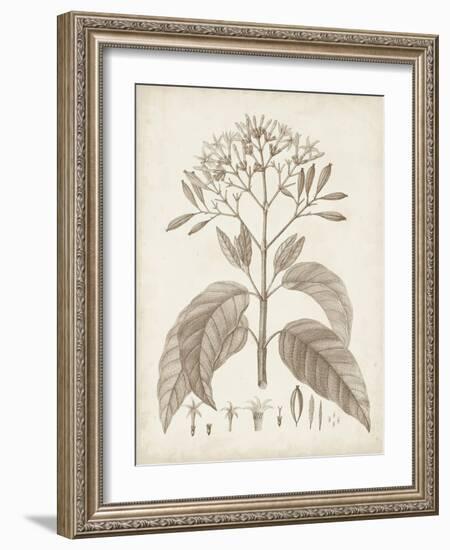 Antique Sepia Botanicals III-0 Unknown-Framed Art Print