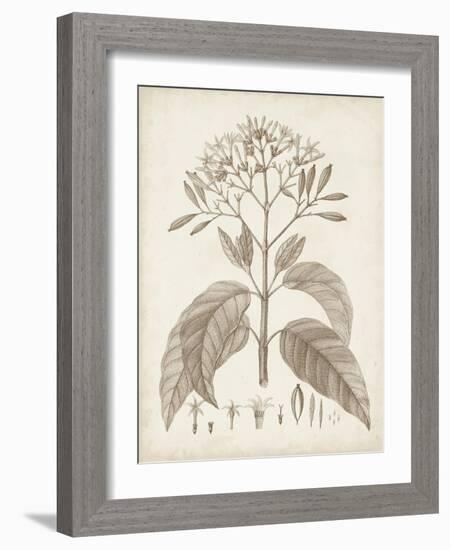 Antique Sepia Botanicals III-0 Unknown-Framed Art Print