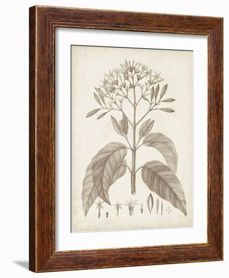 Antique Sepia Botanicals III-0 Unknown-Framed Art Print