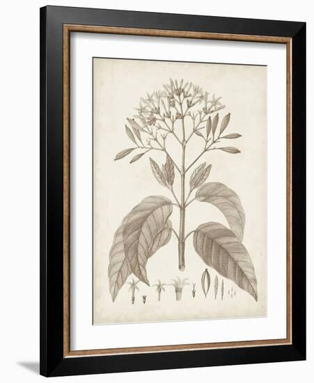 Antique Sepia Botanicals III-0 Unknown-Framed Art Print