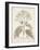 Antique Sepia Botanicals III-0 Unknown-Framed Art Print