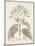 Antique Sepia Botanicals III-0 Unknown-Mounted Art Print