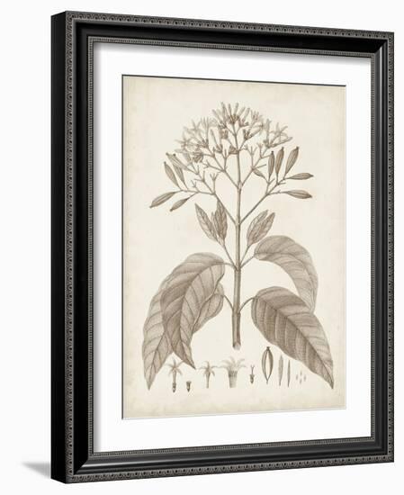 Antique Sepia Botanicals III-0 Unknown-Framed Art Print