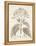 Antique Sepia Botanicals III-0 Unknown-Framed Stretched Canvas