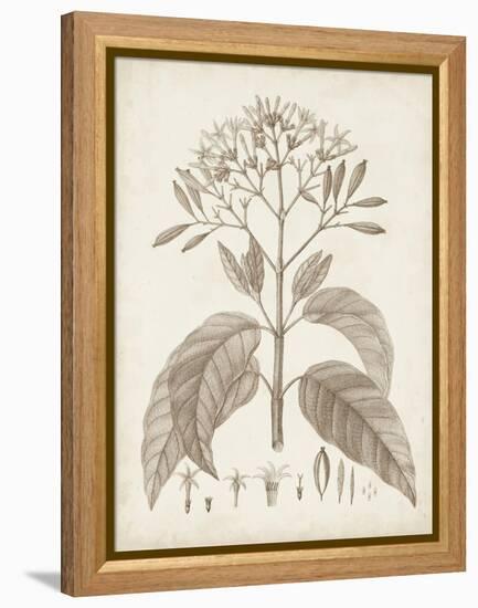 Antique Sepia Botanicals III-0 Unknown-Framed Stretched Canvas