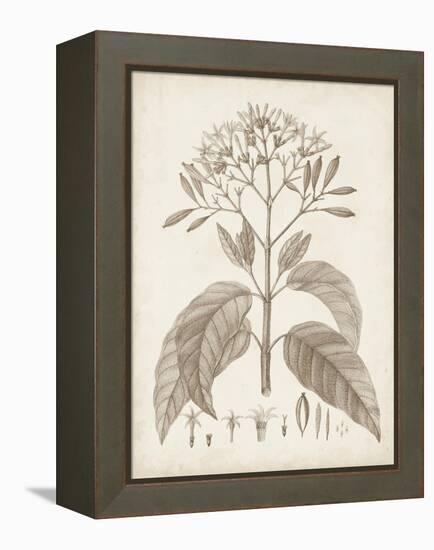 Antique Sepia Botanicals III-0 Unknown-Framed Stretched Canvas