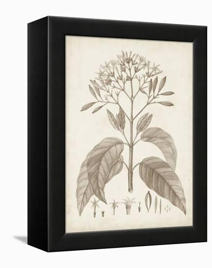 Antique Sepia Botanicals III-0 Unknown-Framed Stretched Canvas