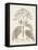 Antique Sepia Botanicals III-0 Unknown-Framed Stretched Canvas