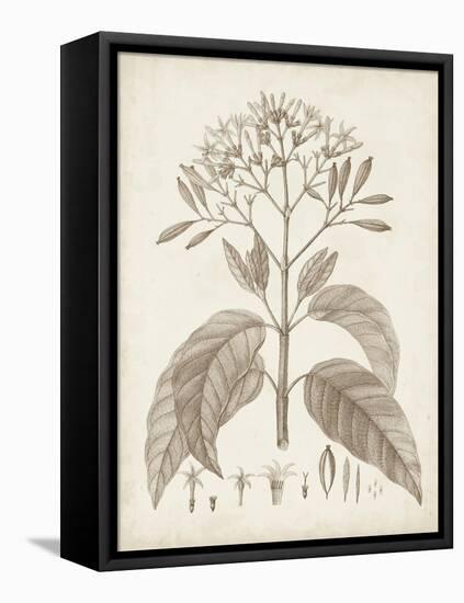 Antique Sepia Botanicals III-0 Unknown-Framed Stretched Canvas