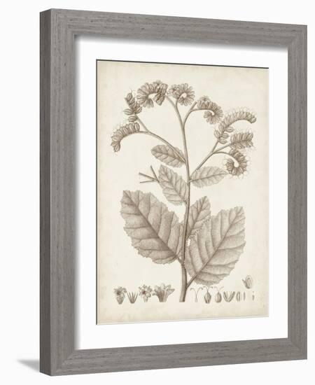 Antique Sepia Botanicals IV-0 Unknown-Framed Art Print