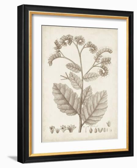 Antique Sepia Botanicals IV-0 Unknown-Framed Art Print