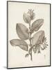 Antique Sepia Botanicals V-0 Unknown-Mounted Art Print