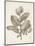 Antique Sepia Botanicals V-0 Unknown-Mounted Art Print