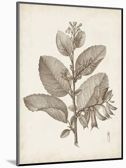 Antique Sepia Botanicals V-0 Unknown-Mounted Art Print