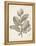 Antique Sepia Botanicals V-0 Unknown-Framed Stretched Canvas