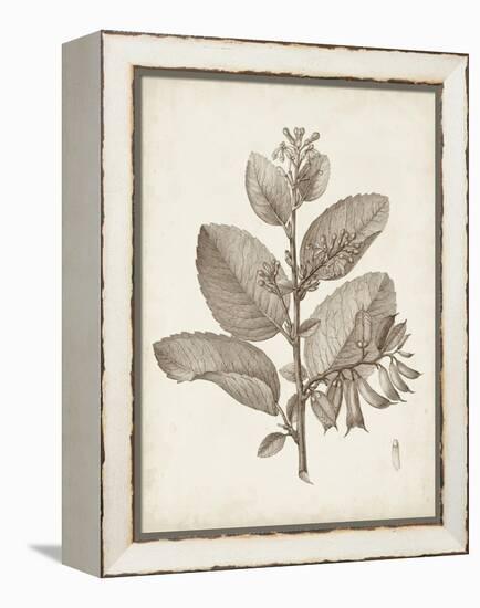 Antique Sepia Botanicals V-0 Unknown-Framed Stretched Canvas