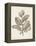 Antique Sepia Botanicals V-0 Unknown-Framed Stretched Canvas