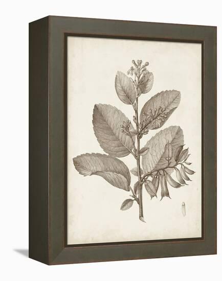 Antique Sepia Botanicals V-0 Unknown-Framed Stretched Canvas