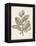 Antique Sepia Botanicals V-0 Unknown-Framed Stretched Canvas