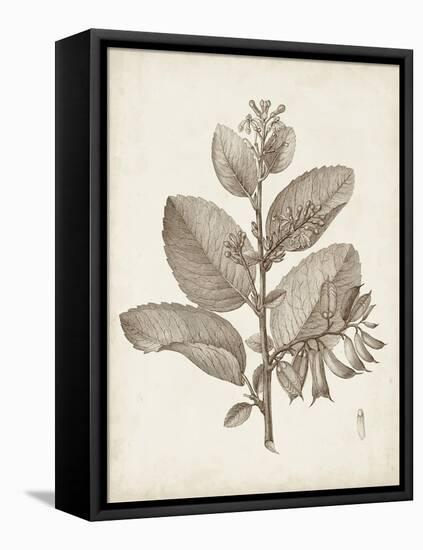 Antique Sepia Botanicals V-0 Unknown-Framed Stretched Canvas