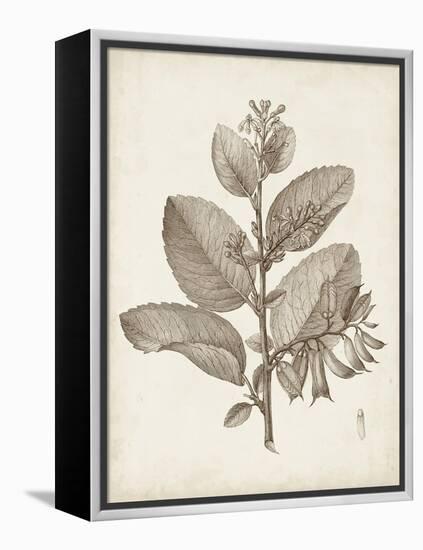 Antique Sepia Botanicals V-0 Unknown-Framed Stretched Canvas